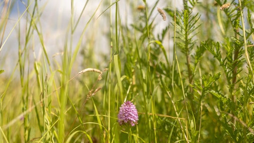 A close up of a purple pyramidal orchid amongst a field of crops